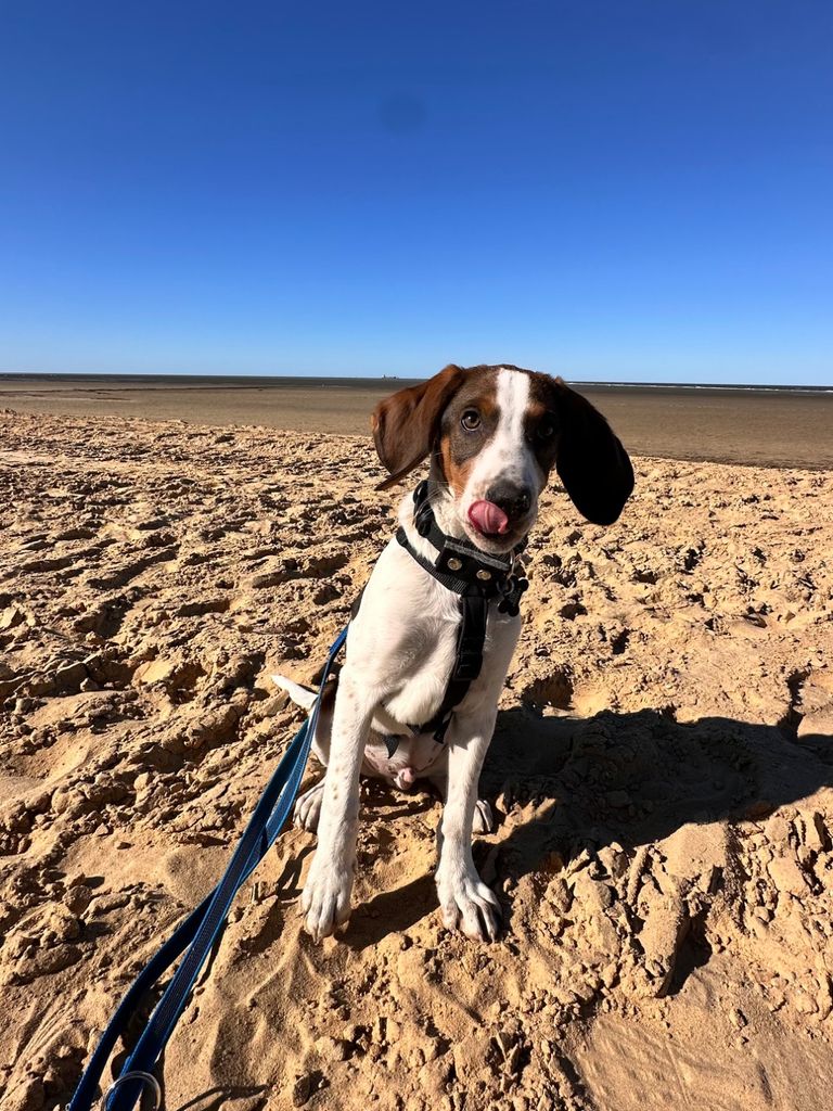Loki (Lasse)