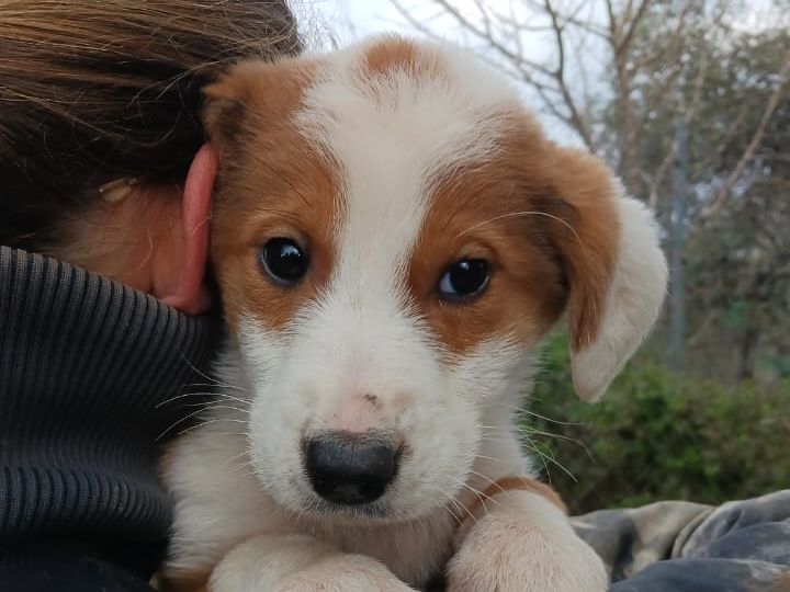 Welpen und Junghunde