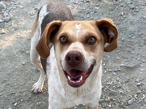 Hunde in Deutschland