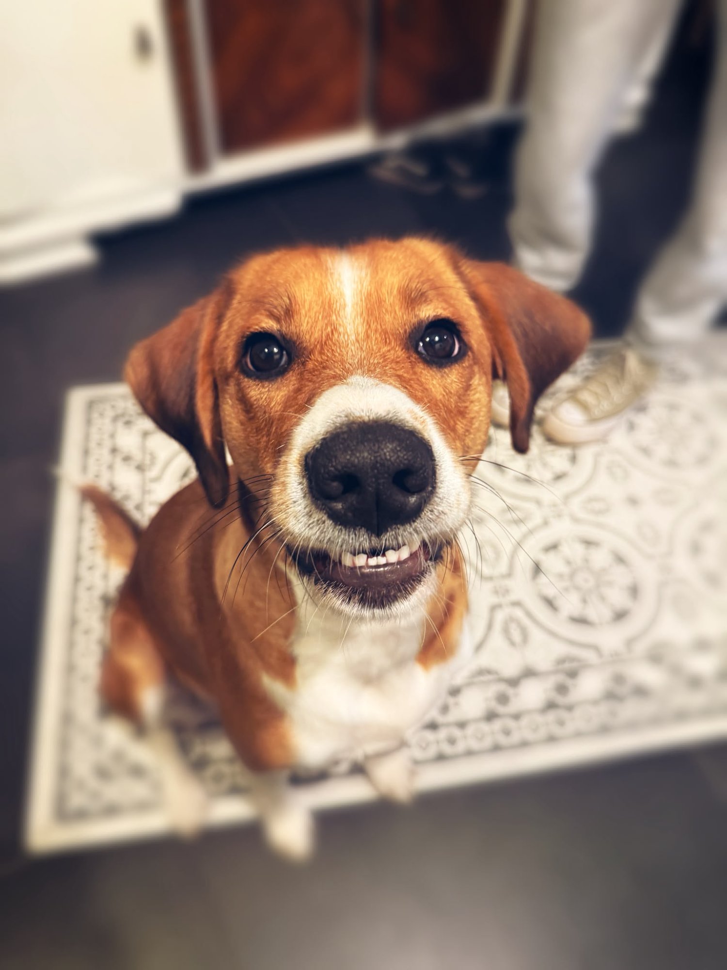 Daisy