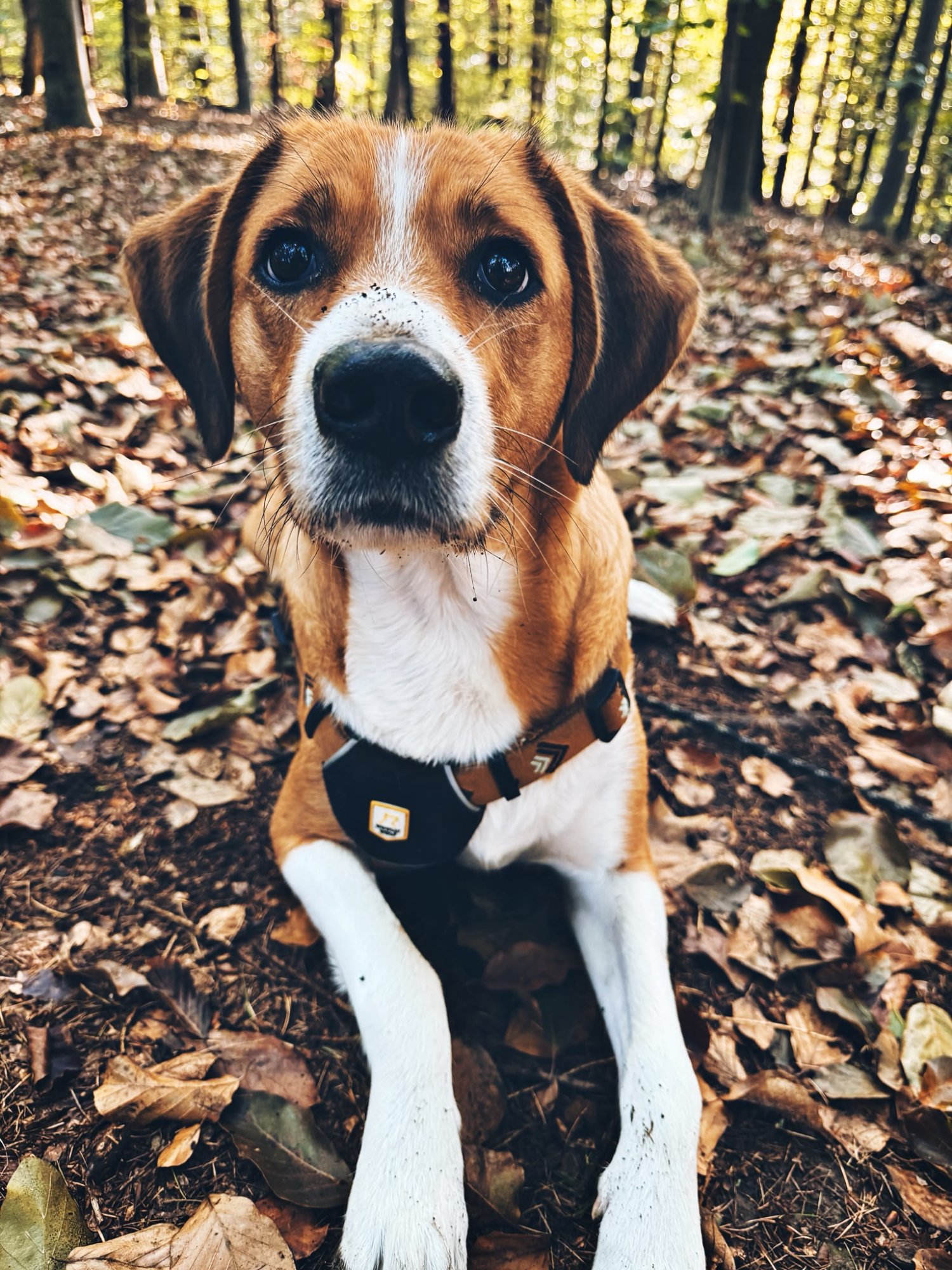 Daisy