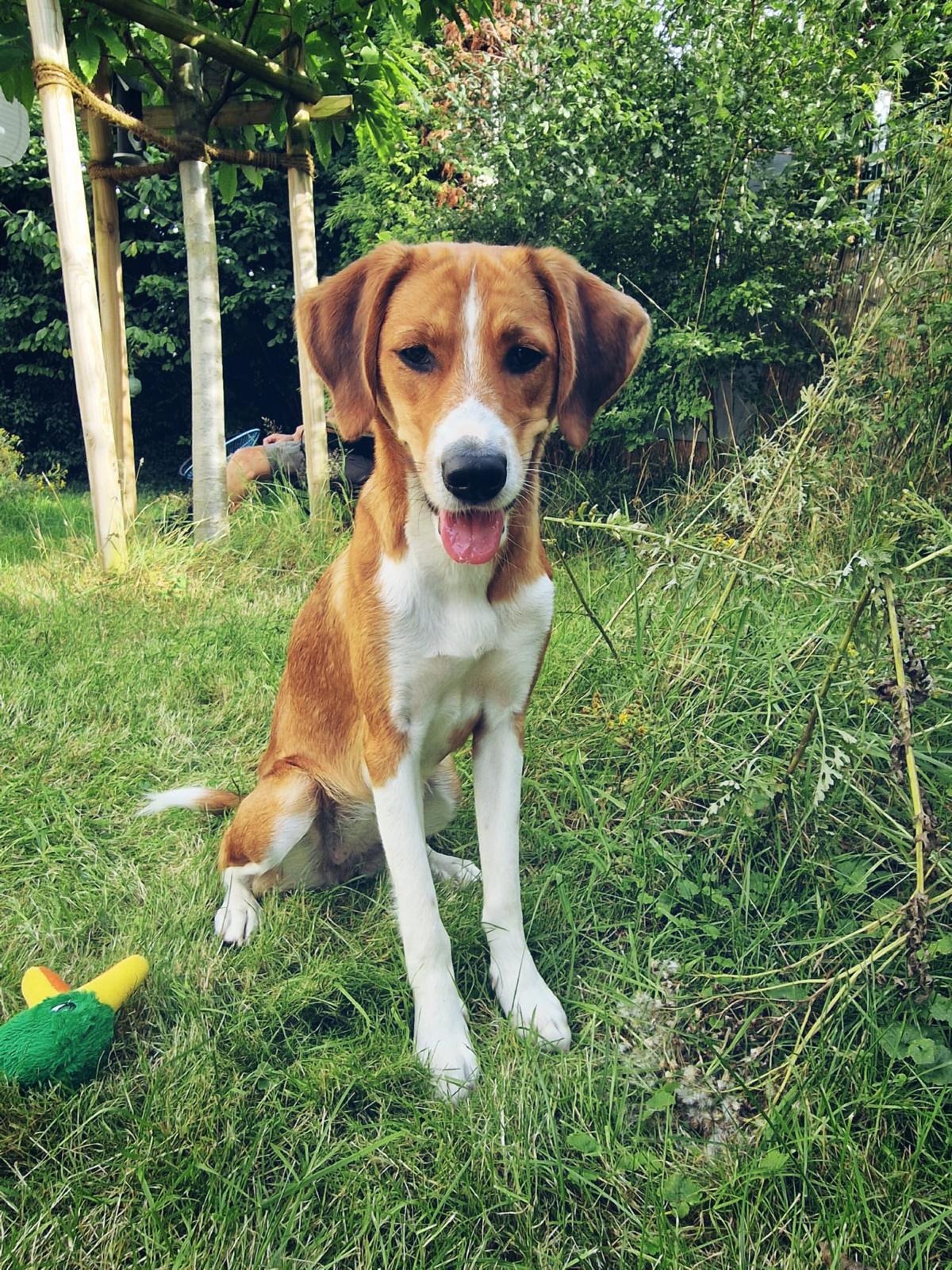 Daisy