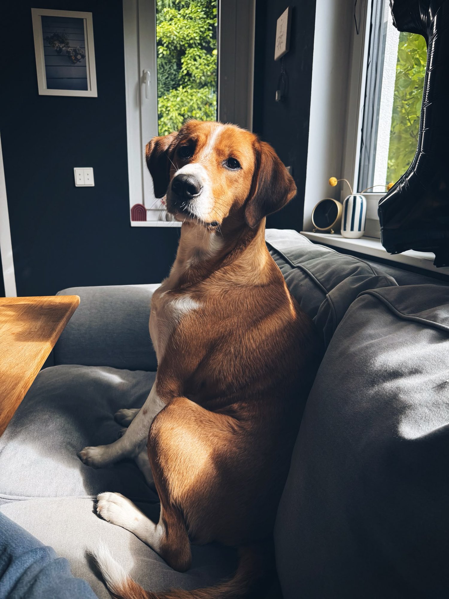 Daisy