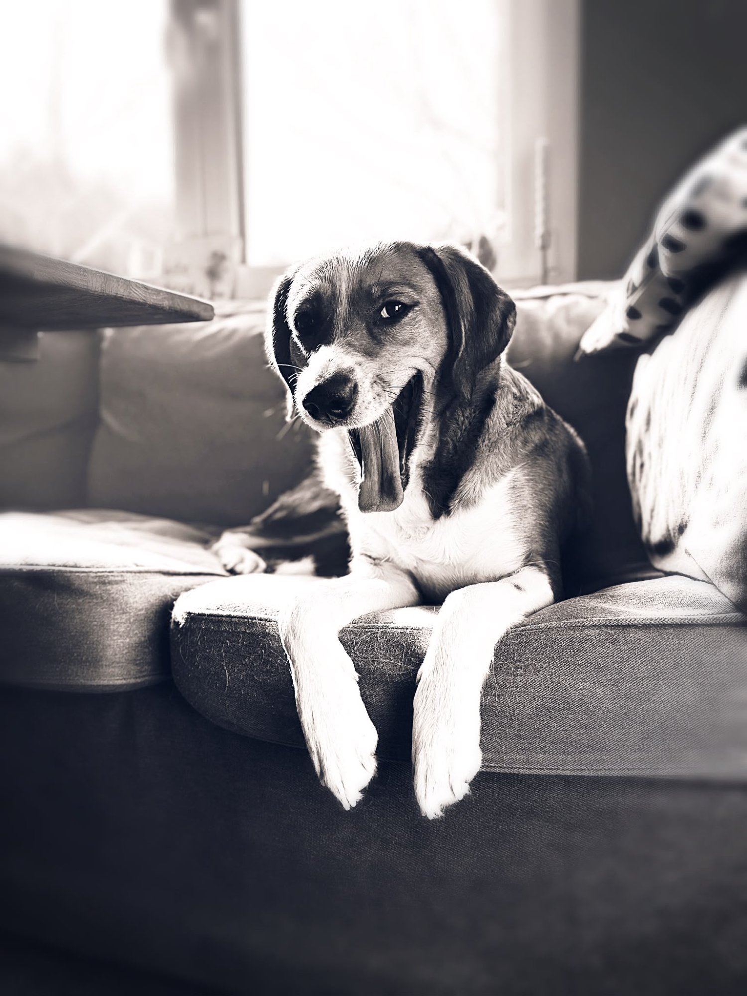 Daisy