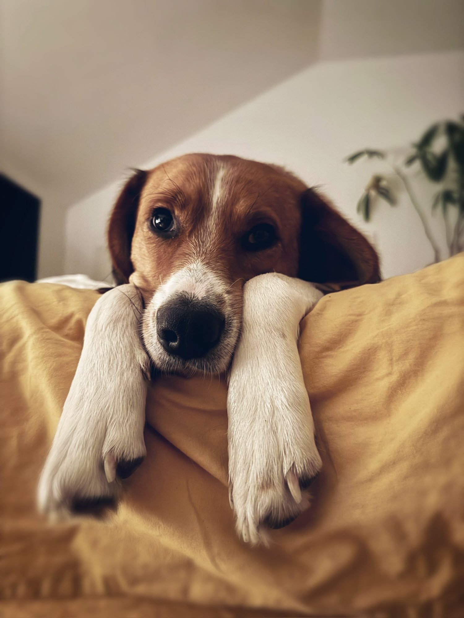 Daisy